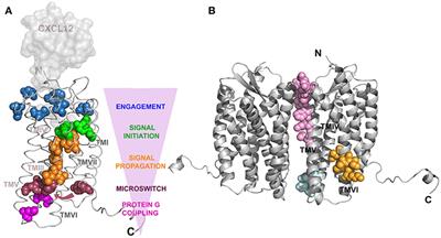 The Role of the CXCL12/CXCR4/ACKR3 Axis in Autoimmune Diseases